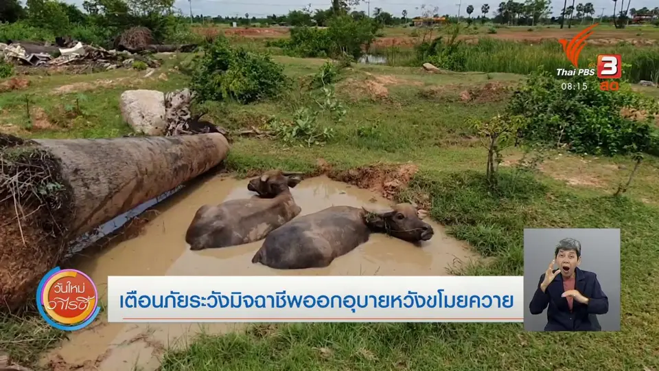 จับตาข่าวเด่น​ : เตือนภัยระวังมิจฉาชีพออกอุบายหวังขโมยควาย
