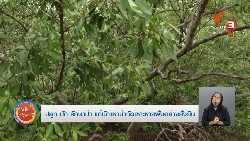 ​ประเด็นสังคม : ปลูก ปัก รักษาป่า แก้ปัญหาน้ำกัดเซาะชายฝั่งอย่างยั่งยืน