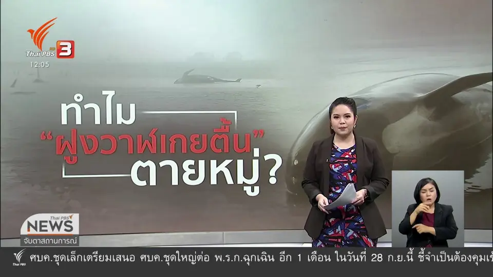 ไขข้อข้องใจเหตุวาฬเกยตื้นในออสเตรเลีย