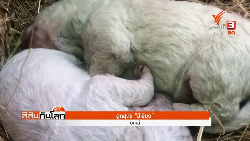 ​ลูกสุนัข "สีเขียว"