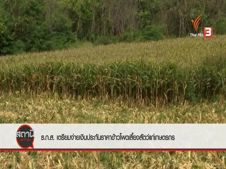 ​สถานีร้องเรียน : ธ.ก.ส.เตรียมจ่ายเงินประกันราคาข้าวโพดเลี้ยงสัตว์แก่เกษตรกร