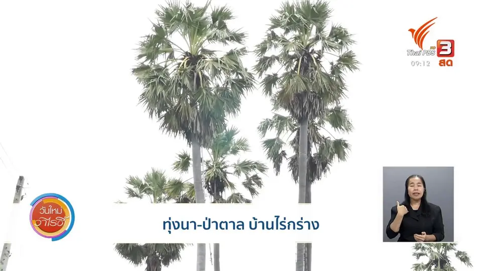 แสงจากพ่อ สู่ความยั่งยืน : ทุ่งนา - ป่าตาล บ้านไร่กร่าง