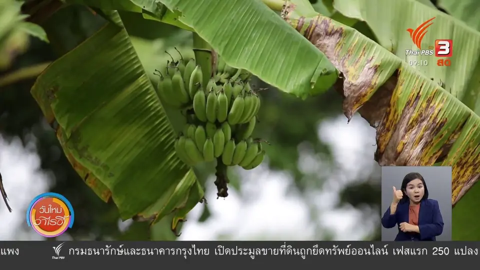 แสงจากพ่อ สู่ความยั่งยืน : ศาสตร์พระราชา ตำราแห่งความสุข
