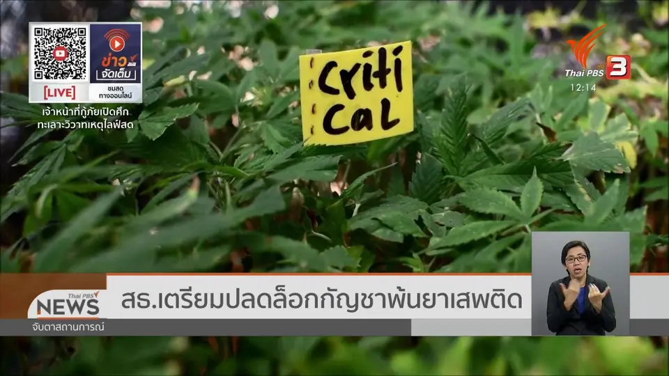 สธ.เตรียมปลดล็อกกัญชาพ้นยาเสพติด