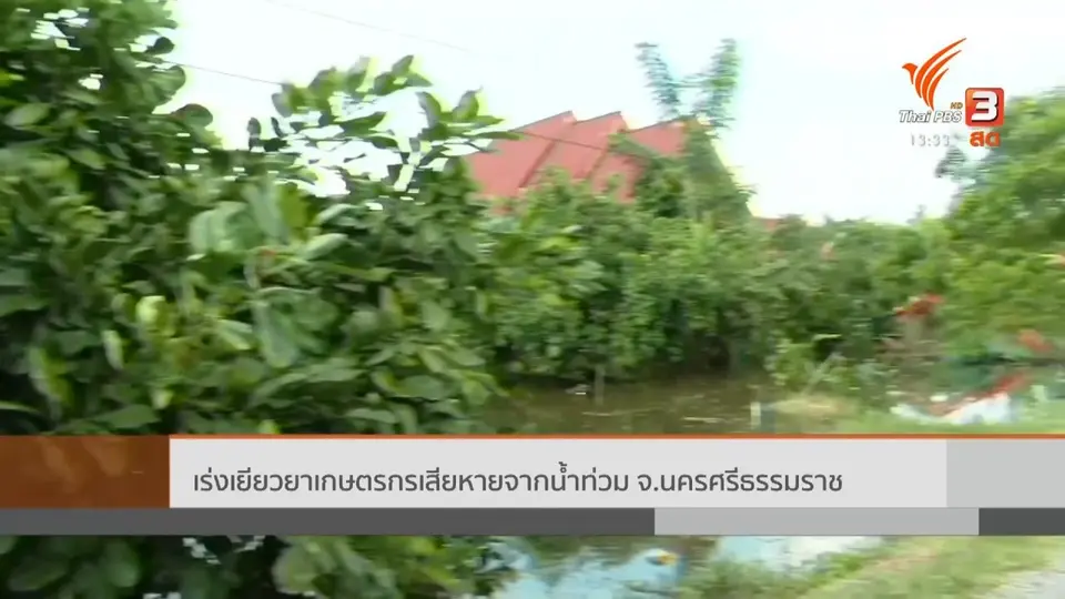 ​สถานีร้องเรียน : เร่งเยียวยาเกษตรกรเสียหายจากน้ำท่วม จ.นครศรีธรรมราช