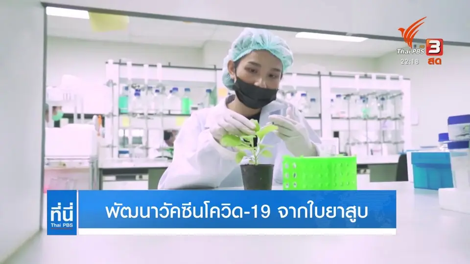พัฒนาวัคซีนโควิด-19 จากใบยาสูบ
