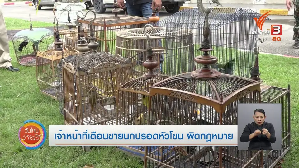​จับตาข่าวเด่น​ : เจ้าหน้าที่เตือนขายนกปรอดหัวโขน สัตว์ป่าคุ้มครองผิดกฎหมาย
