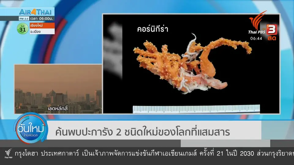 ​ค้นพบปะการัง 2 ชนิดใหม่ของโลกที่แสมสาร