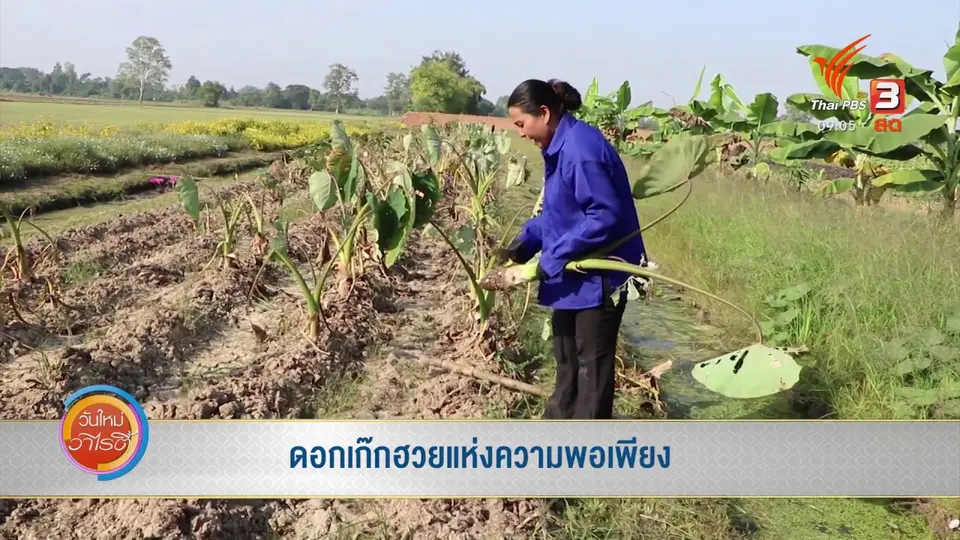 ​แสงจากพ่อ สู่ความยั่งยืน : ดอกเก๊กฮวยแห่งความพอเพียง