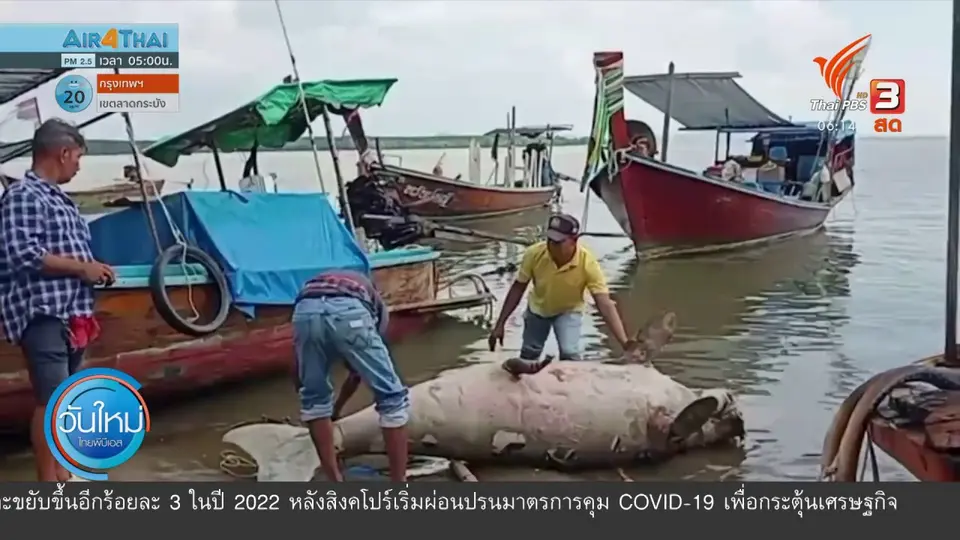 ​พบพะยูนตัวที่ 3 ตายเพราะถูกตัดเขี้ยว