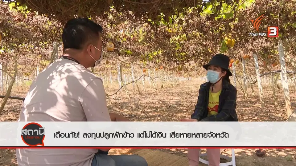 สถานีร้องเรียน : เตือนภัย ลงทุนปลูกฟักข้าวแต่ไม่ได้เงิน เสียหายหลายจังหวัด