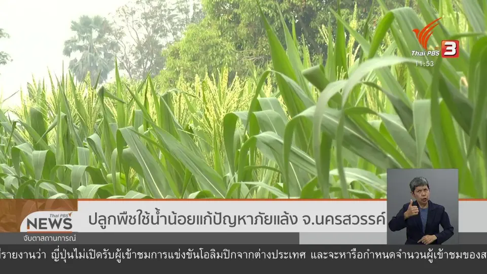 ​ปลูกพืชใช้น้ำน้อยแก้ปัญหาภัยแล้ง จ.นครสวรรค์