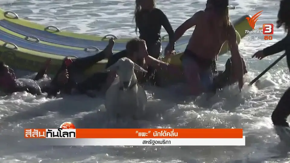 "แพะ" นักโต้คลื่น