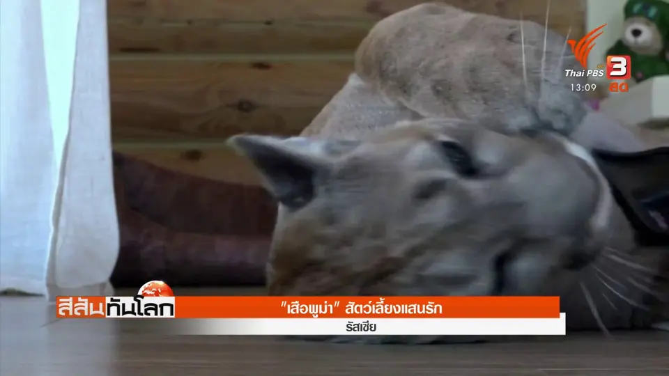 ​"เสือพูม่า" สัตว์เลี้ยงแสนรัก