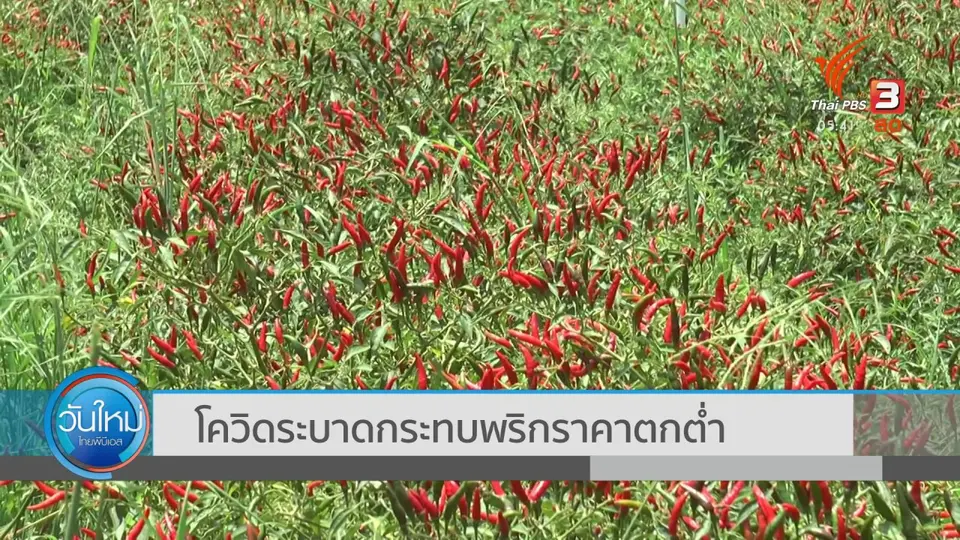 ​โควิดระบาดกระทบพริกราคาตกต่ำ