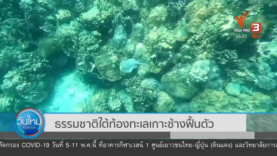 ธรรมชาติใต้ท้องทะเลเกาะช้างฟื้นตัว