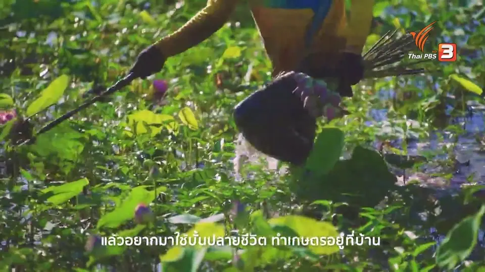 ดอกผลของความยั่งยืน : วิศวกรนาบัว