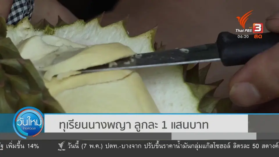 ทุเรียนนางพญา ลูกละ 1 แสนบาท