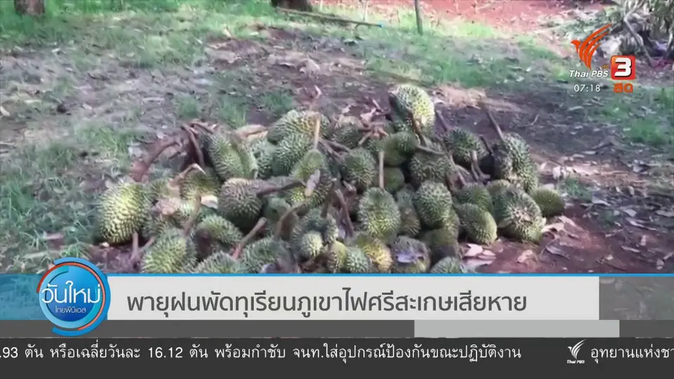 C-Site Focus พิกัดข่าว : พายุฝนพัดทุเรียนภูเขาไฟศรีสะเกษเสียหาย