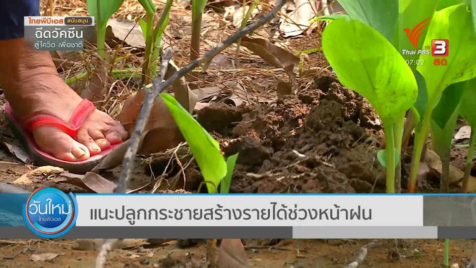2 องศา ทำมาหากิน ดิน ฟ้า อากาศ : แนะปลูกกระชายสร้างรายได้ช่วงหน้าฝน