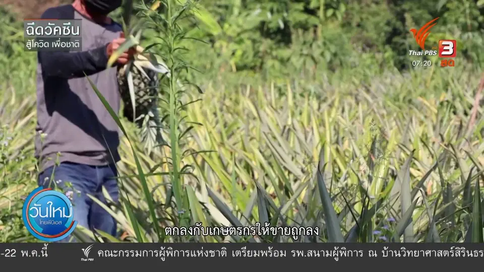 C-Site Focus พิกัดข่าว : โควิด-19 กระทบชาวสวนสับปะรด จ.นครพนม