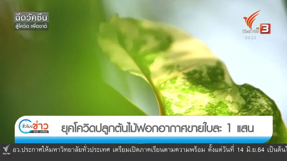 ชีวิตติดดิน ยกกำลัง 2 : ยุคโควิดปลูกต้นไม้ฟอกอากาศขายใบละ 1 แสน