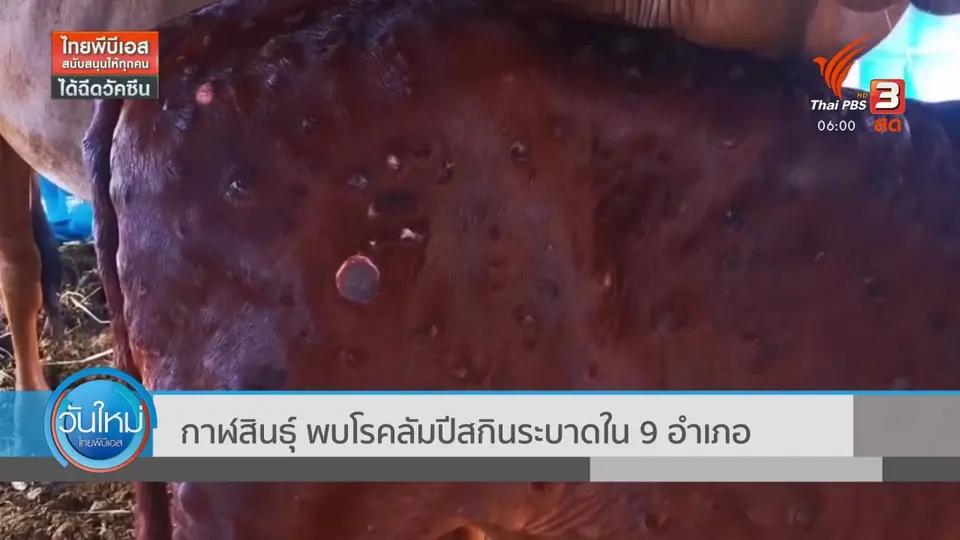 ​กาฬสินธุ์ พบโรคลัมปีสกินระบาดใน 9 อำเภอ