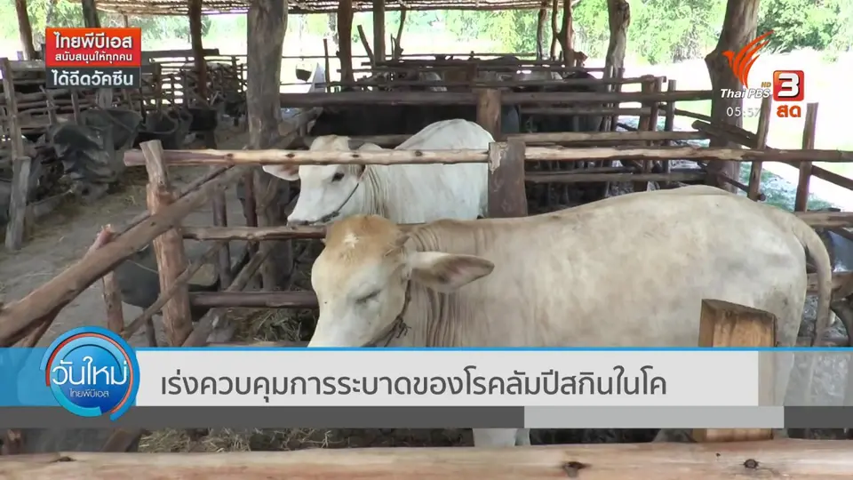 ​เร่งควบคุมการระบาดของโรคลัมปีสกินในโค