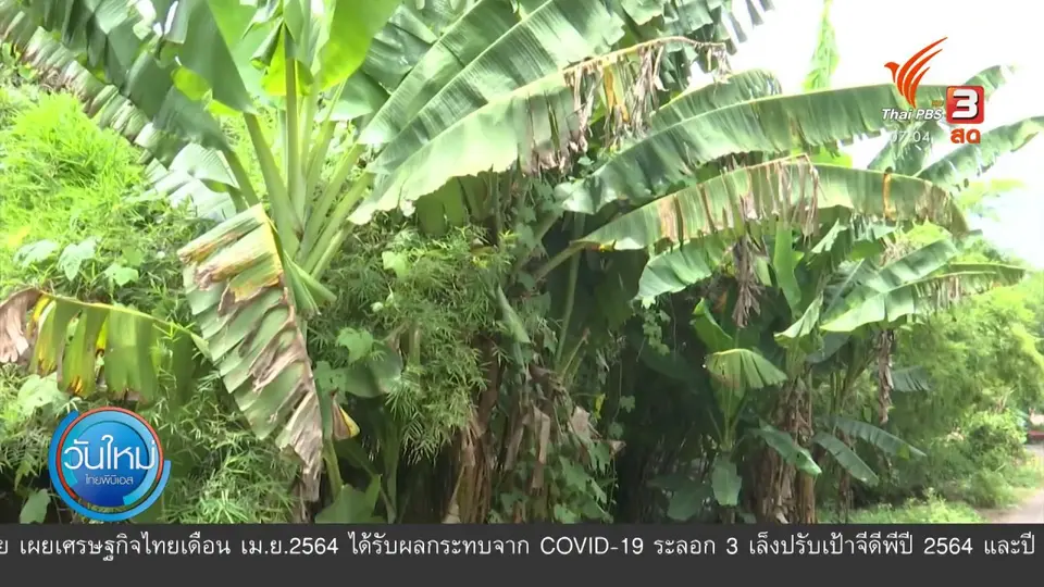 ​2 องศา ทำมาหากิน ดิน ฟ้า อากาศ : ภาพรวมทั่วประเทศฝนลดลง