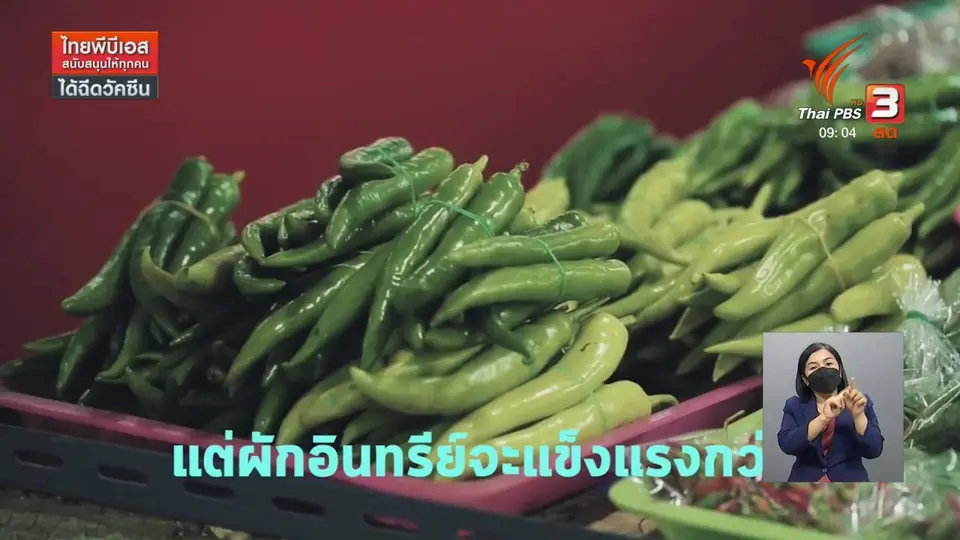 ​ดอกผลของความยั่งยืน : การเลือกผักที่ดี ไม่ได้เลือกผักที่สวย