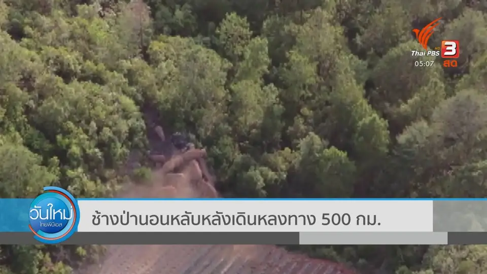 ช้างป่านอนหลับ หลังเดินหลงทาง 500 กม.