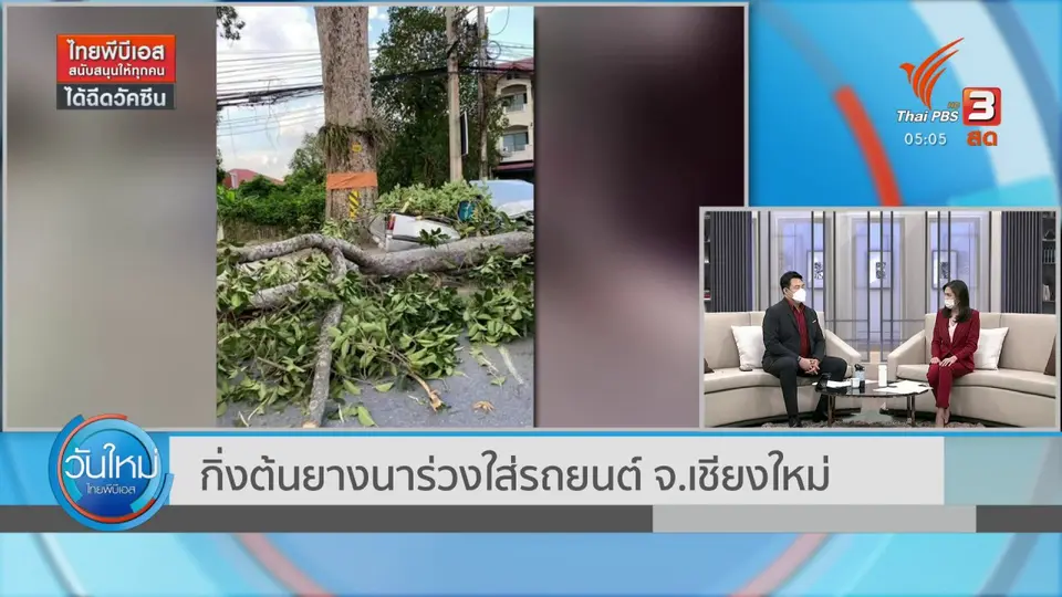 ​กิ่งต้นยางนาร่วงใส่รถยนต์ จ.เชียงใหม่