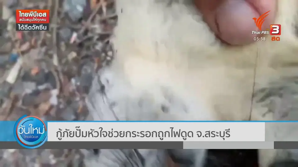 กู้ภัยปั๊มหัวใจช่วยกระรอกถูกไฟดูด