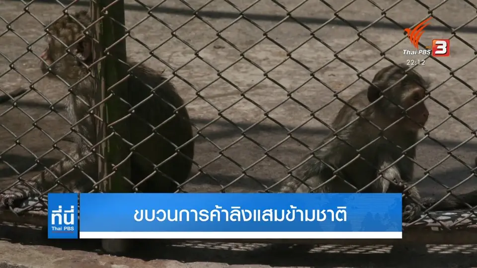 เปิดเส้นทางค้าลิงแสมข้ามชาติ