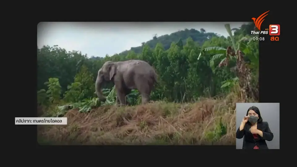ดอกผลของความยั่งยืน : “แพะไล่ช้าง” ภูมิปัญญาท้องถิ่น แก้ปัญหาบุกรุกพื้นที่เกษตร