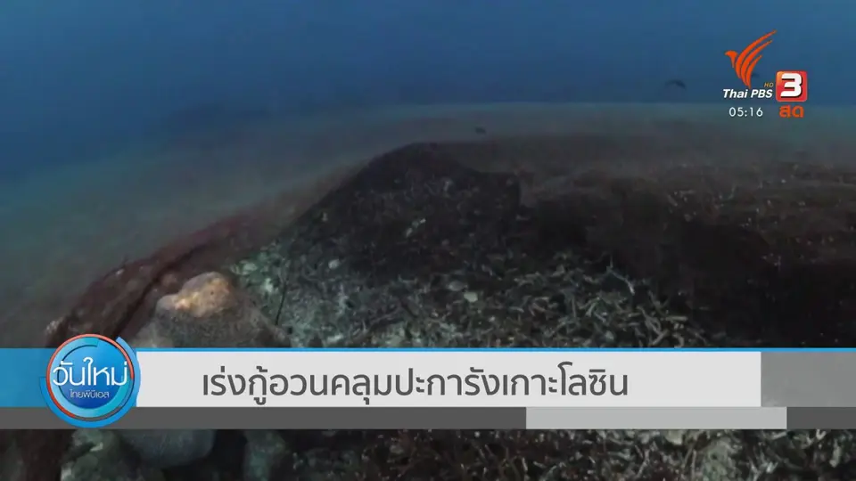 เร่งกู้อวนคลุมปะการังเกาะโลซิน จ.ปัตตานี