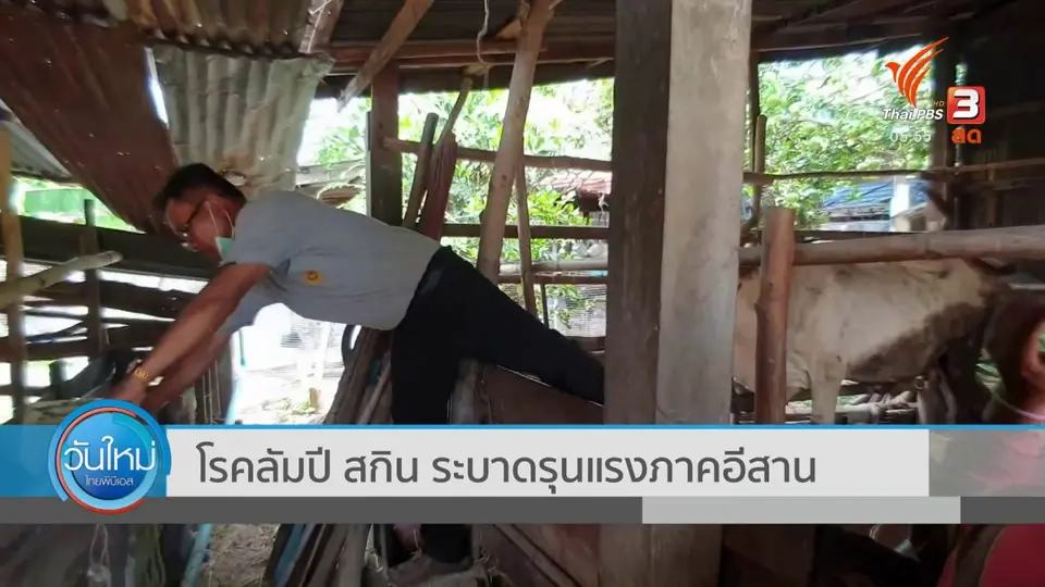 โรคลัมปีสกิน ระบาดรุนแรงภาคอีสาน