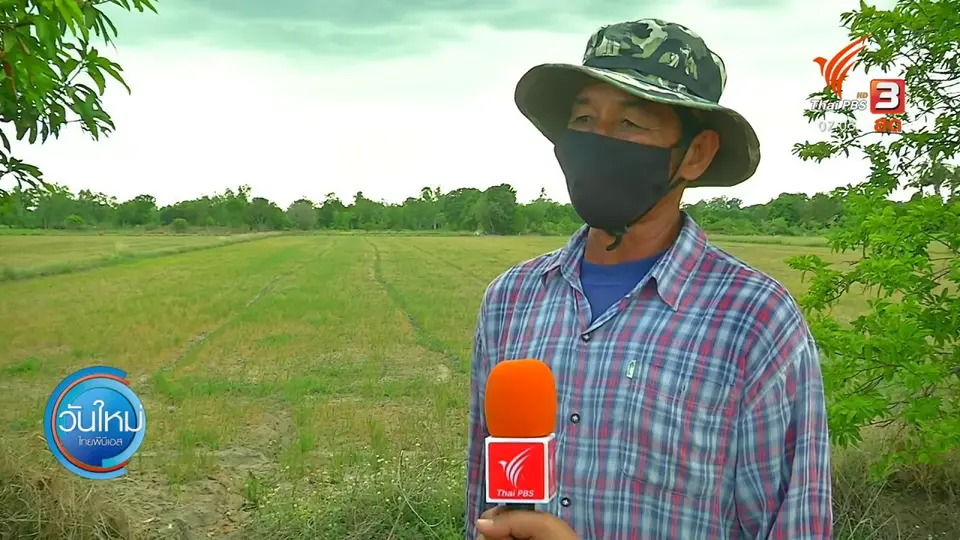 2 องศา ทำมาหากิน ดิน ฟ้า อากาศ : "ชัยนาท" น้ำน้อยชาวนาปล่อยข้าวยืนต้นตาย