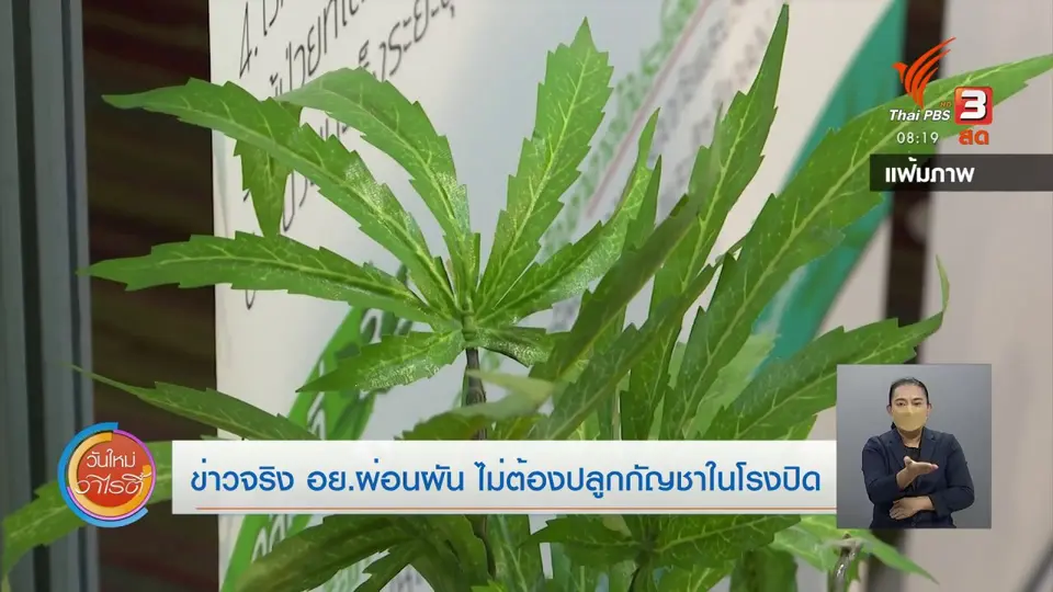 ชัวร์หรือมั่ว : ข่าวจริง อย.ผ่อนผัน ไม่ต้องปลูกกัญชาในโรงปิด