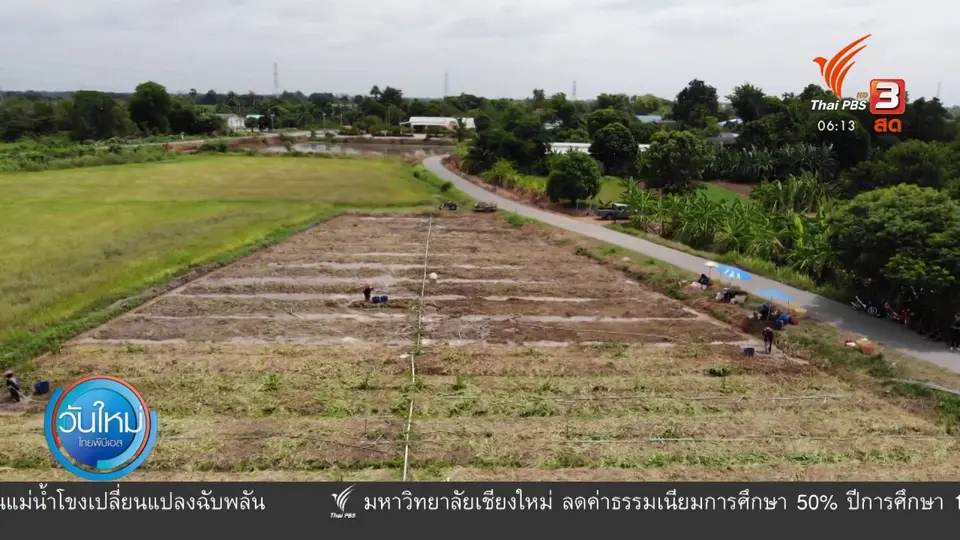 2 องศา ทำมาหากิน ดิน ฟ้า อากาศ : ปลูกกระชาย ทางเลือกเกษตรกรยุคโควิด-19
