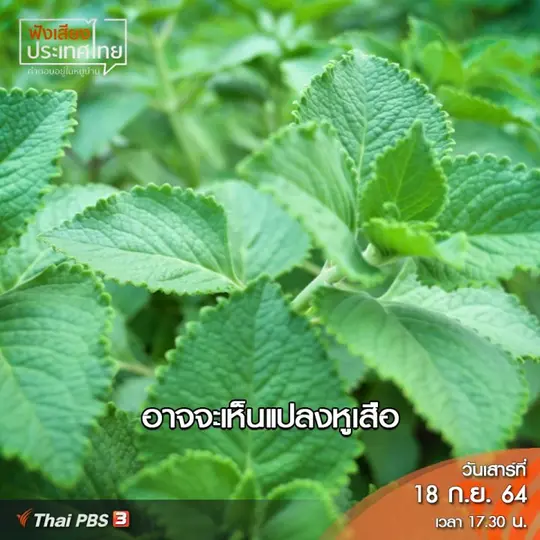 คลิปออนไลน์ : คุณค่าของสวนผักกลางเมืองคือการเข้าถึงที่ง่าย