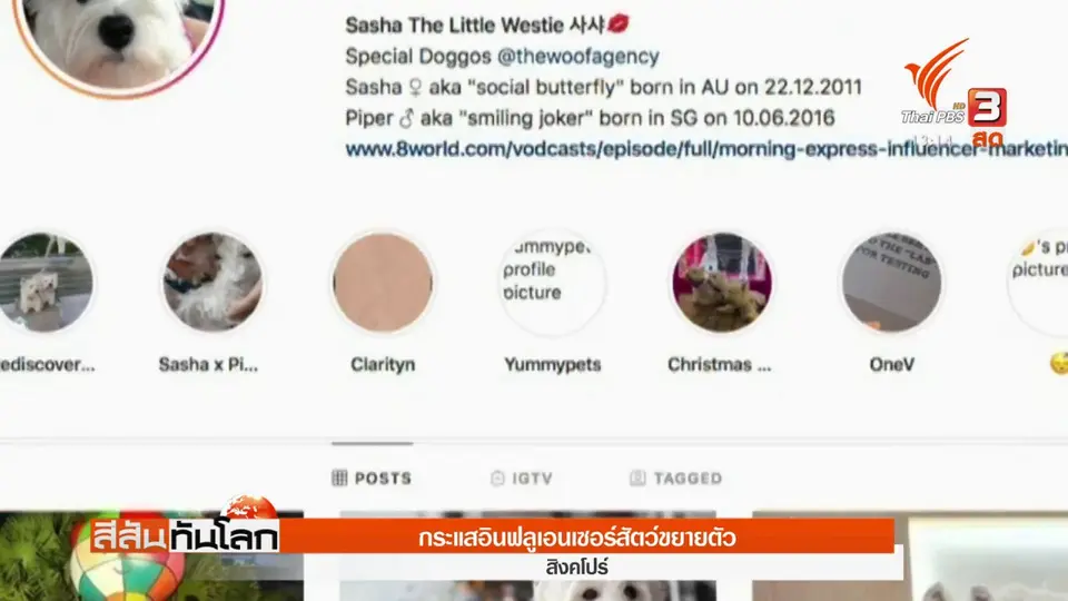 กระแสอินฟลูเอนเซอร์สัตว์ขยายตัว