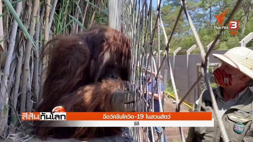 ​ฉีดวัคซีนโควิด-19 ในสวนสัตว์