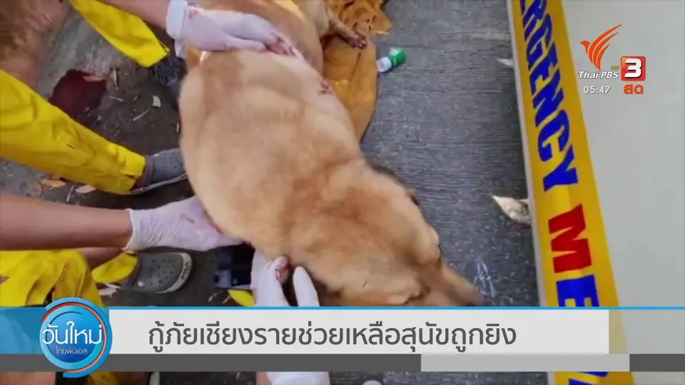 ​กู้ภัยเชียงรายช่วยเหลือสุนัขถูกยิง