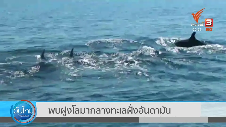 พบฝูงโลมากลางทะเลฝั่งอันดามัน