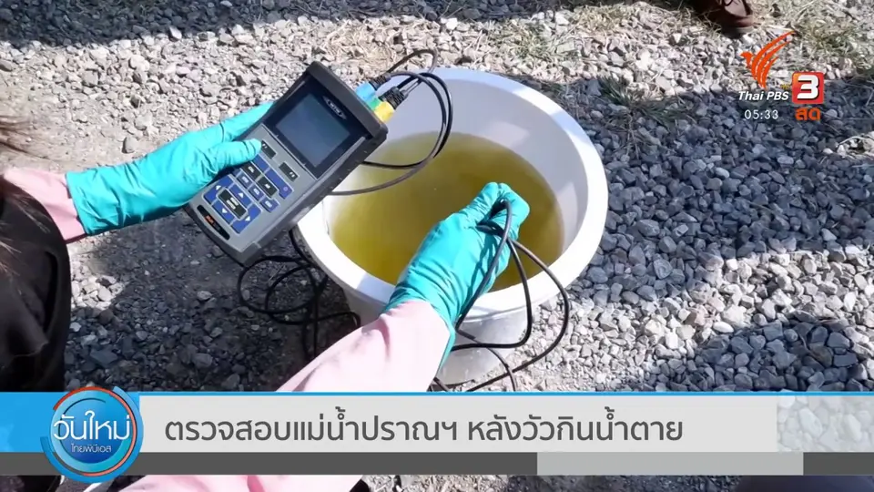 ​ตรวจสอบแม่น้ำปราณฯ หลังวัวกินน้ำตาย