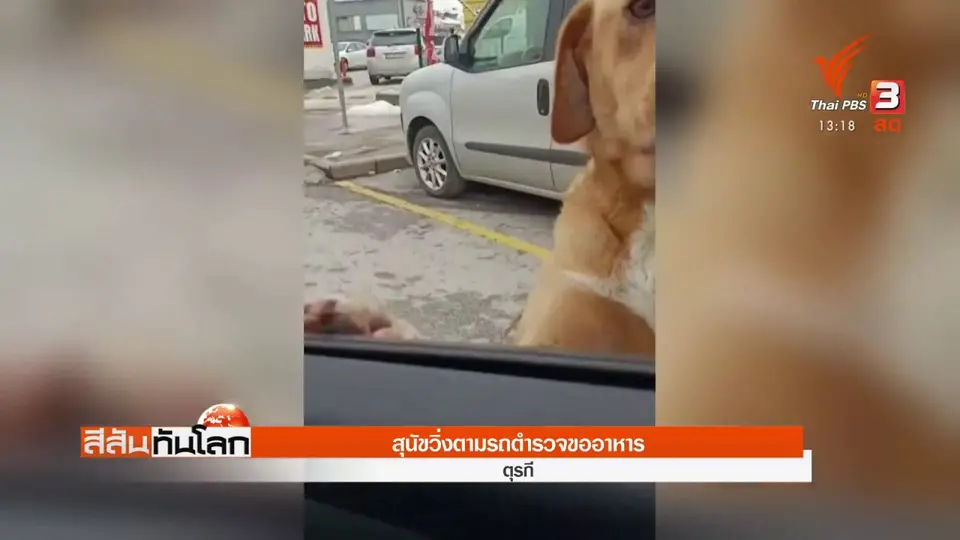 สุนัขวิ่งตามรถตำรวจขออาหาร