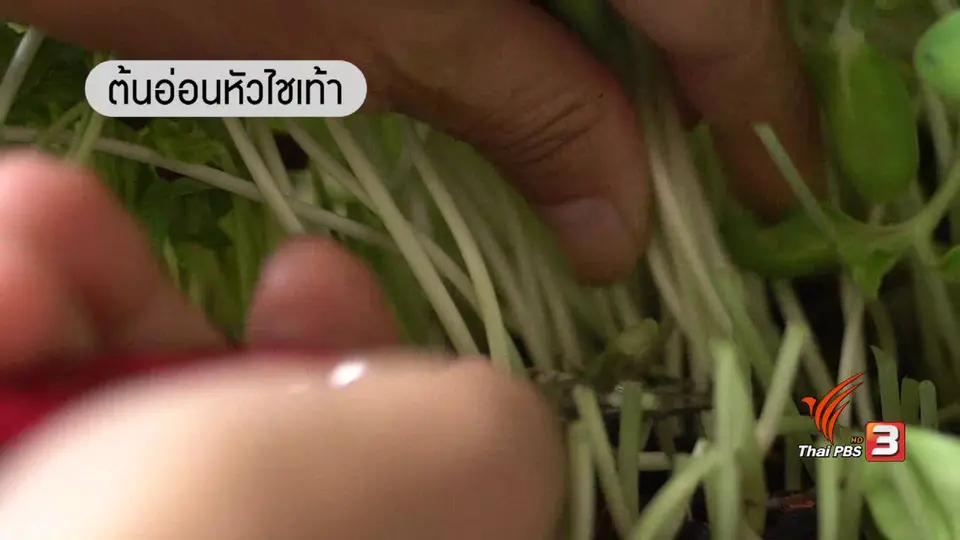 เมนูผักงอก