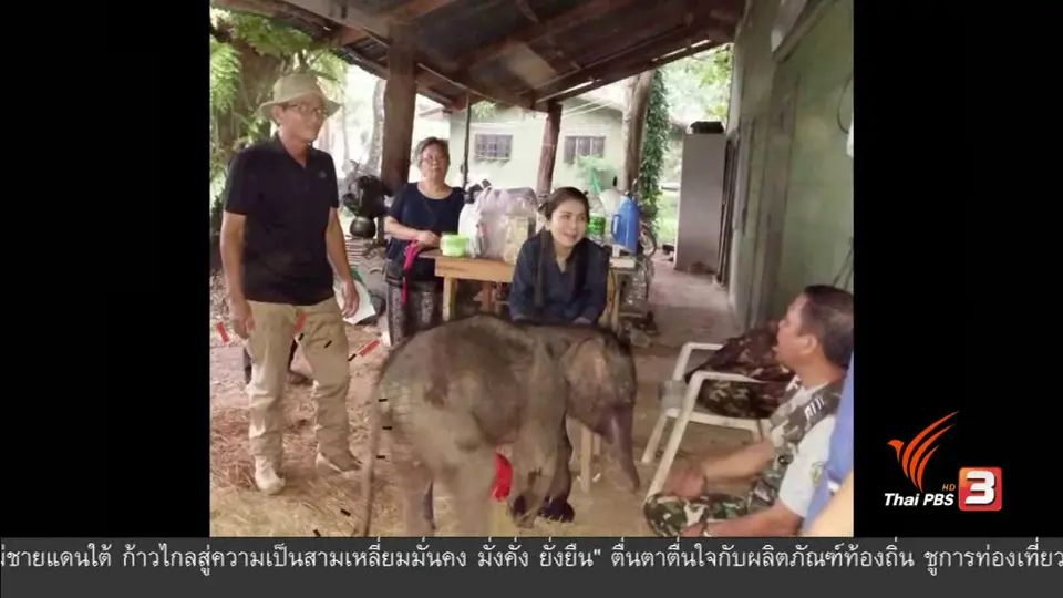 อาหมู สาลิกา