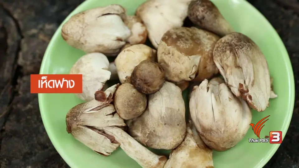 เห็ดตุ๋น 5 พลัง